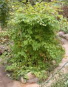 フォト 園芸植物 Stephanandra 緑色