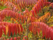 фото Бақша Өсімдіктер Пушистый Sumac Немесе Staghorned (Сірке Ағаш), Rhus typhina қызыл