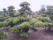 фото Садові Рослини Тисс, Taxus зелений