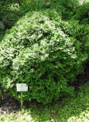 フォト 園芸植物 ヒノキ科クロベ属の木, Thuja 緑色