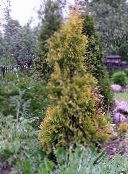 foto Le piante da giardino Tuia, Thuja giallo