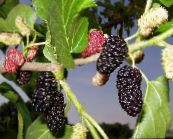 foto Haveplanter Mulberry, Morus grøn