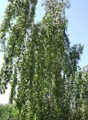 ფოტო ბაღის მცენარეები არყის, Betula მწვანე