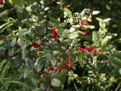 φωτογραφία Φυτά κήπου Ασημένια Μούρο Βούβαλων, , Foamberry Soapberry, Soopalollie, Καναδική Buffaloberry, Shepherdia πράσινος