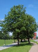 foto Haveplanter Asketræ, Fraxinus grøn