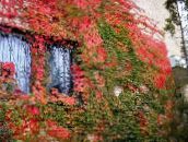 フォト 園芸植物 ツタ、バージニアクリーパー、ウッドバイン, Parthenocissus 赤