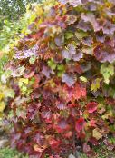 фото Садовые Растения Виноград амурский, Vitis amurensis зеленый