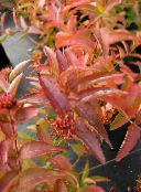 bilde Hageplanter Sørlige Bush Kaprifol, Terreng Bush Kaprifol, Diervilla mørk grønn