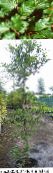 foto Dārza Augi Kopējā Dižskābardis, Eiropas Dižskābardis, Fagus sylvatica zaļš