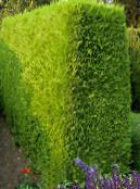 foto Gartenpflanzen Leyland-Zypresse, Cupressocyparis gelb