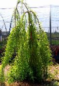 fotografija Vrtne Rastline Plešast Ciprese, Taxodium distichum svetlo-zelena