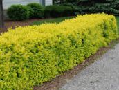 photo des plantes de jardin Troène, Le Troène Or, Ligustrum jaune