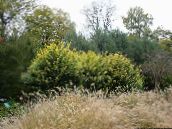 photo des plantes de jardin Troène, Le Troène Or, Ligustrum jaune