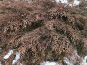 fotografie Plante de Gradina Siberian Chiparos Covor, Microbiota decussata verde