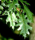 fotografie Plante de Gradina Stejar, Quercus verde inchis