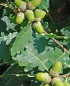снимка Градински цветя Дъб, Quercus зелен