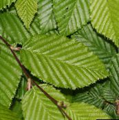 nuotrauka Sodo Augalai Skroblas, Carpinus betulus žalias