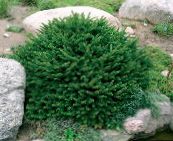 照片 园林植物 鸟巢云杉，云杉挪威, Picea abies 绿
