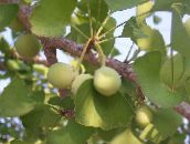 nuotrauka Sodo Augalai Gingko Medžio, Ginkgo biloba žalias