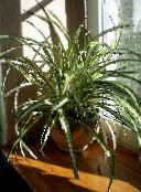 снимка Интериорни растения Паяк Растителна, Chlorophytum на петна