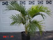 foto Toataimed Lokkis Palm, Kentia Palm, Paradiis Palm puu, Howea roheline