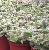 photo Indoor plants Cyanotis silvery