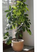 フォト 屋内植物 傘木, Schefflera 緑色