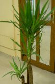フォト 屋内植物 ユッカ、アダムス針 木, Yucca 緑色