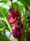 foto Kamerplanten Bloeiende Banaan boom, Musa coccinea groen