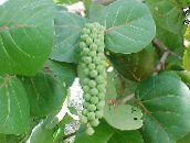 zdjęcie Pokojowe Rośliny Coccoloba (Na Morze Winogron) drzewa zielony