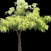 葱绿 Pisonia 树