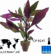 púrpura Alternanthera Arbustos