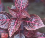 фото Домашні рослини Ирезине, Iresine бордовий