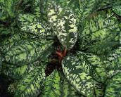 снимка Интериорни растения Homalomena на петна