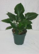 foto Le piante domestiche Homalomena scuro-verde