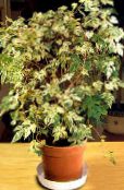 照片 室内植物 辣椒藤，瓷器浆果 藤本植物, Ampelopsis brevipedunculata 杂色