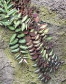 снимка Интериорни растения Pellonia, Зад Диня Лоза, Pellionia на петна