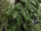 φωτογραφία Εσωτερικά φυτά Φυτικά Βότσαλα αναρριχώμενα, Rhaphidophora πράσινος