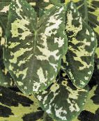 фото Домашні рослини Алоказия, Alocasia строкатий