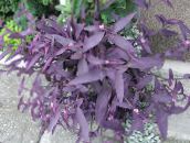 violett Lila Hjärta Vandrande Judisk Ampelväxter