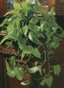 φωτογραφία Εσωτερικά φυτά Epipremnum πράσινος
