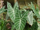 foto Plantas de interior Malanga, Yautia, Xanthosoma variegado