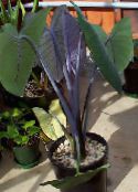 foto Topfpflanzen Malanga, Yautia, Xanthosoma dunkel-grün