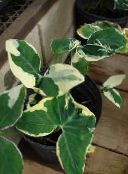 照片 室内植物 马兰加，yautia, Xanthosoma 杂色