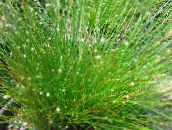 фото Домашні рослини Очерет (Ізолепіс, Волосяна Трава), Isolepis cernua, Scirpus cernuus зелений