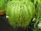fénykép Szobanövények Carex, Sás világos zöld