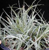nuotrauka Vidinis augalai Carex, Viksvų sidabrinis
