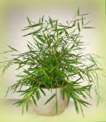 foto Indendørs planter Miniature Bambus, Pogonatherum grøn