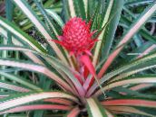 variegado Pineapple Planta Herbácea