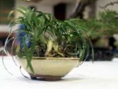 fotografija Sobne Rastline Black Dragon, Lily-Šota, Brada Kače, Ophiopogon zelena